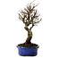 Ulmus parvifolia Nire, 24 cm, ± 8 jaar oud