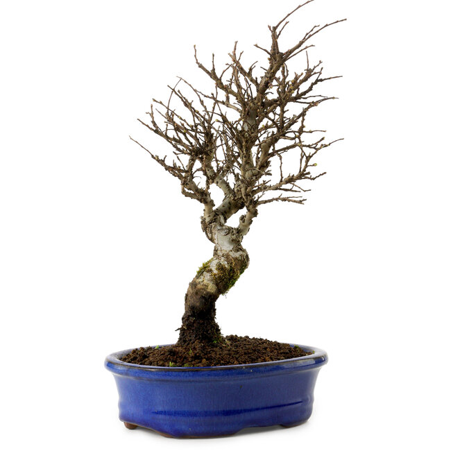 Ulmus parvifolia Nire, 24 cm, ± 8 years old