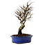 Ulmus parvifolia Nire, 24 cm, ± 8 Jahre alt