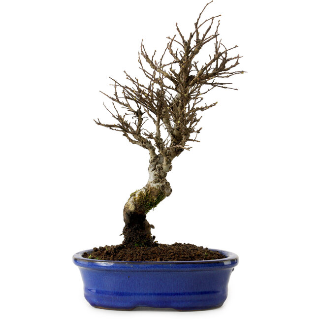 Ulmus parvifolia Nire, 24 cm, ± 8 years old