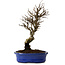 Ulmus parvifolia Nire, 24 cm, ± 8 años