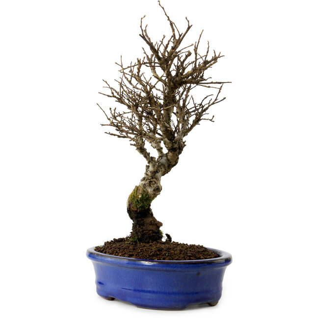 Ulmus parvifolia Nire, 24 cm, ± 8 años