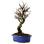 Ulmus parvifolia Nire, 24 cm, ± 8 años