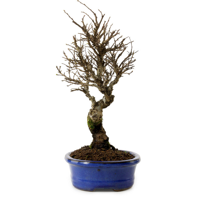 Ulmus parvifolia Nire, 24 cm, ± 8 años