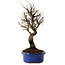 Ulmus parvifolia Nire, 24 cm, ± 8 years old