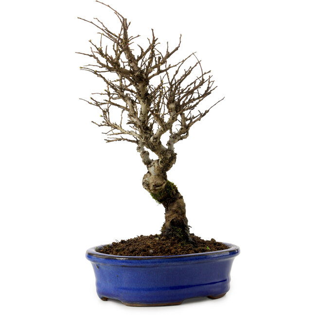 Ulmus parvifolia Nire, 24 cm, ± 8 Jahre alt