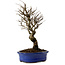 Ulmus parvifolia Nire, 24 cm, ± 8 años