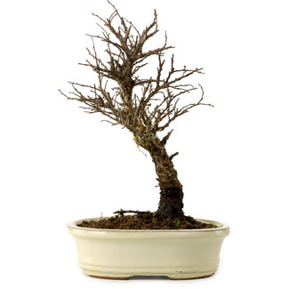 Ulmus parvifolia Nire, 24 cm, ± 8 years old