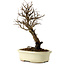 Ulmus parvifolia Nire, 24 cm, ± 8 Jahre alt