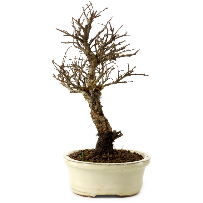 Ulmus parvifolia Nire, 24 cm, ± 8 years old