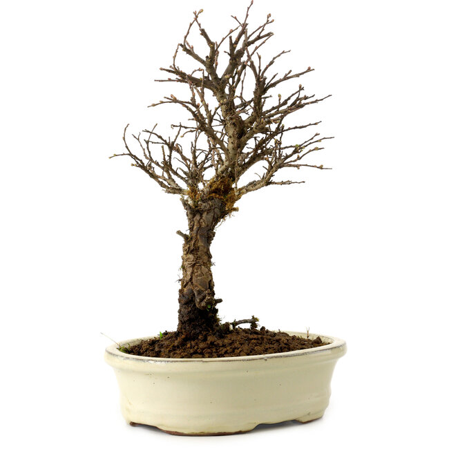 Ulmus parvifolia Nire, 24 cm, ± 8 Jahre alt