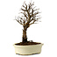 Ulmus parvifolia Nire, 24 cm, ± 8 years old
