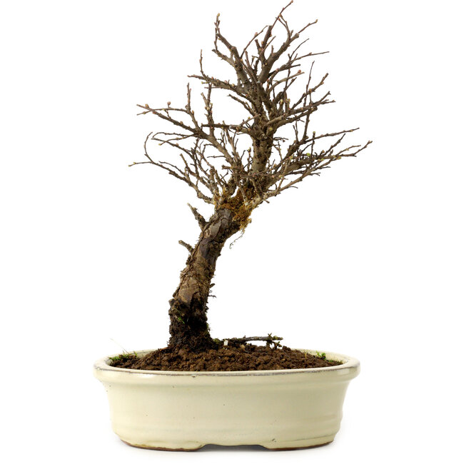 Ulmus parvifolia Nire, 24 cm, ± 8 years old