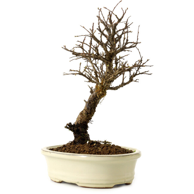 Ulmus parvifolia Nire, 24 cm, ± 8 years old