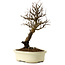 Ulmus parvifolia Nire, 24 cm, ± 8 years old