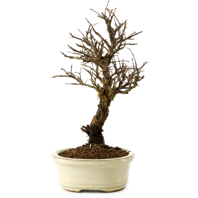 Ulmus parvifolia Nire, 24 cm, ± 8 años