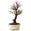 Ulmus parvifolia Nire, 24 cm, ± 8 Jahre alt