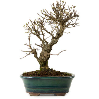 Ulmus parvifolia Nire, 24 cm, ± 8 jaar oud