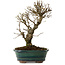 Ulmus parvifolia Nire, 24 cm, ± 8 anni
