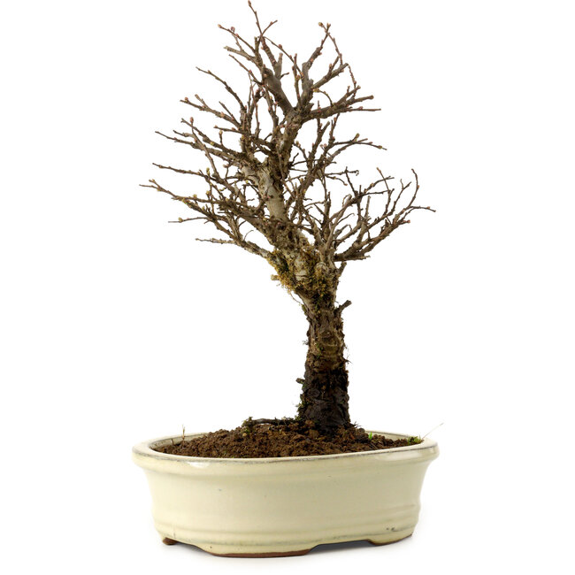 Ulmus parvifolia Nire, 24 cm, ± 8 anni