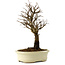 Ulmus parvifolia Nire, 24 cm, ± 8 years old