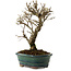Ulmus parvifolia Nire, 24 cm, ± 8 Jahre alt