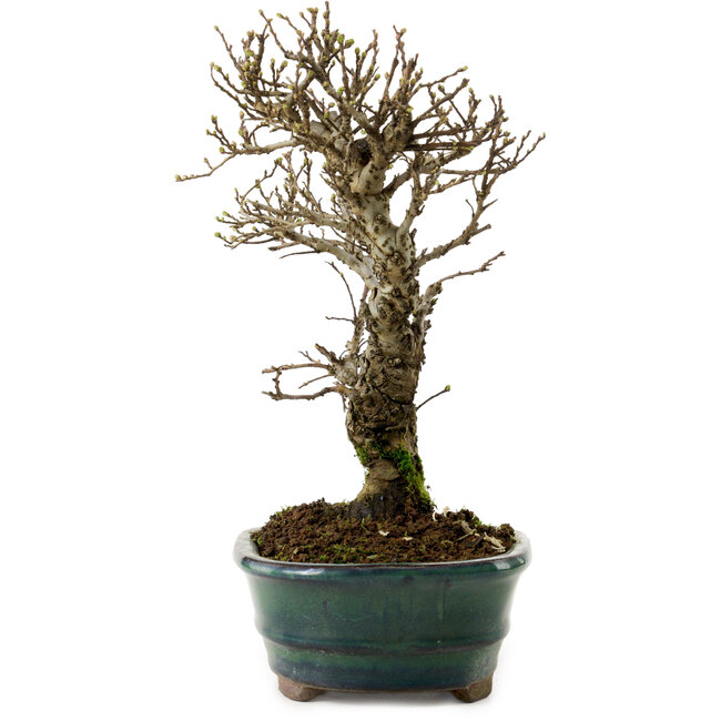 Ulmus parvifolia Nire, 24 cm, ± 8 años