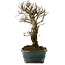 Ulmus parvifolia Nire, 24 cm, ± 8 ans