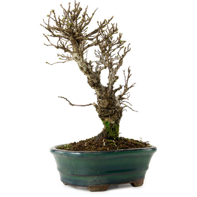 Ulmus parvifolia Nire, 24 cm, ± 8 Jahre alt