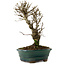 Ulmus parvifolia Nire, 24 cm, ± 8 jaar oud