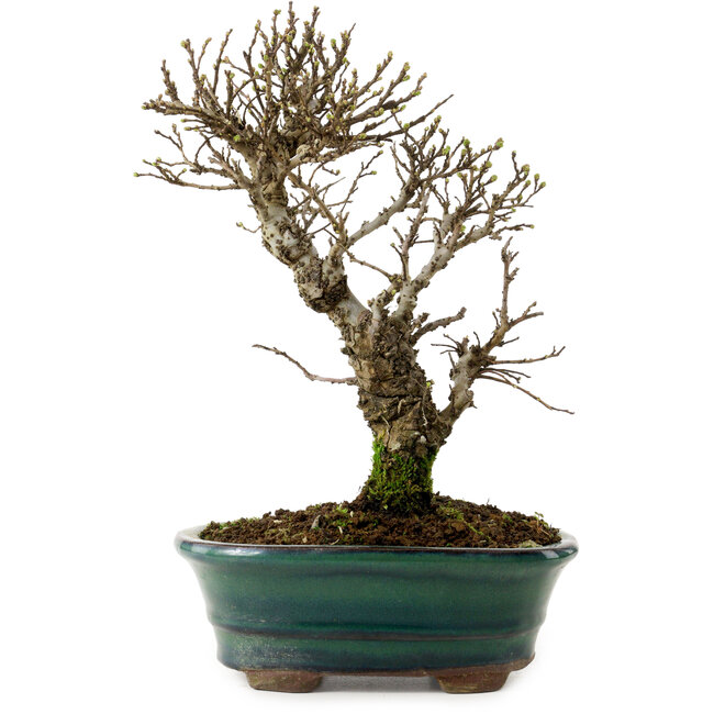 Ulmus parvifolia Nire, 24 cm, ± 8 años