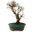 Ulmus parvifolia Nire, 24 cm, ± 8 Jahre alt