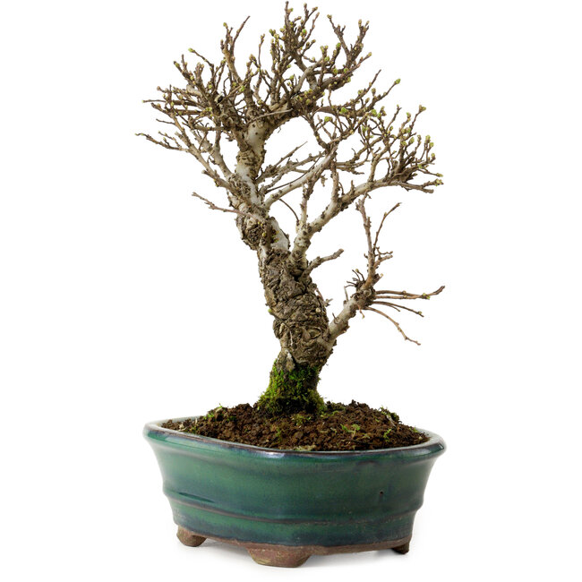 Ulmus parvifolia Nire, 24 cm, ± 8 ans
