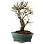 Ulmus parvifolia Nire, 24 cm, ± 8 years old