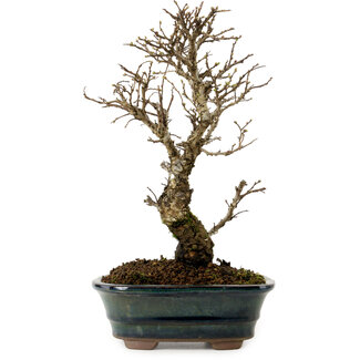 Ulmus parvifolia Nire, 24 cm, ± 8 años