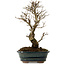 Ulmus parvifolia Nire, 24 cm, ± 8 Jahre alt