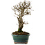 Ulmus parvifolia Nire, 24 cm, ± 8 años
