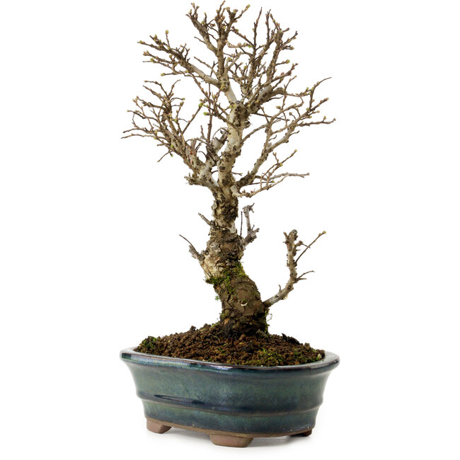 Ulmus parvifolia Nire, 24 cm, ± 8 years old