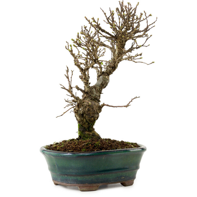 Ulmus parvifolia Nire, 24 cm, ± 8 Jahre alt