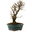 Ulmus parvifolia Nire, 24 cm, ± 8 Jahre alt