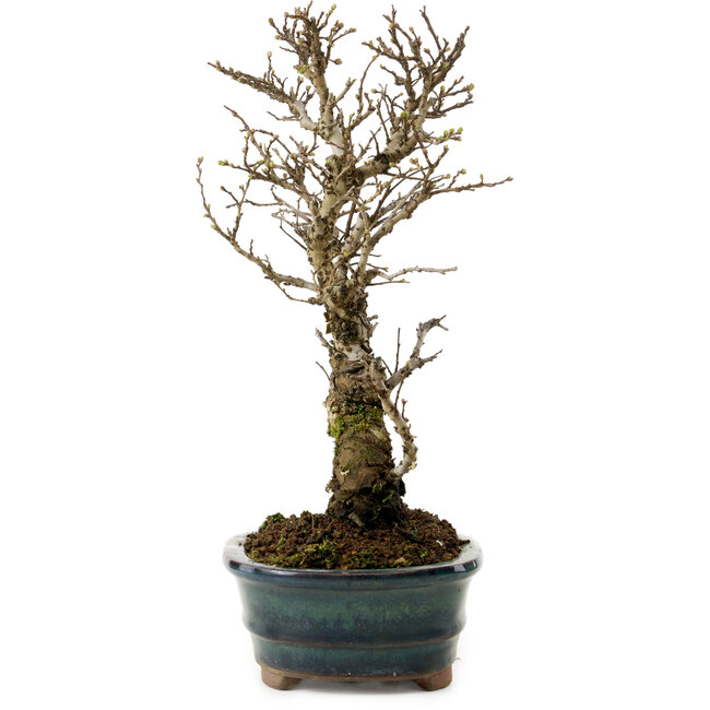 Ulmus parvifolia Nire, 24 cm, ± 8 anni