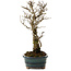 Ulmus parvifolia Nire, 24 cm, ± 8 Jahre alt
