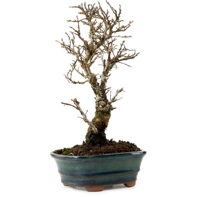 Ulmus parvifolia Nire, 24 cm, ± 8 Jahre alt