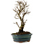 Ulmus parvifolia Nire, 24 cm, ± 8 Jahre alt