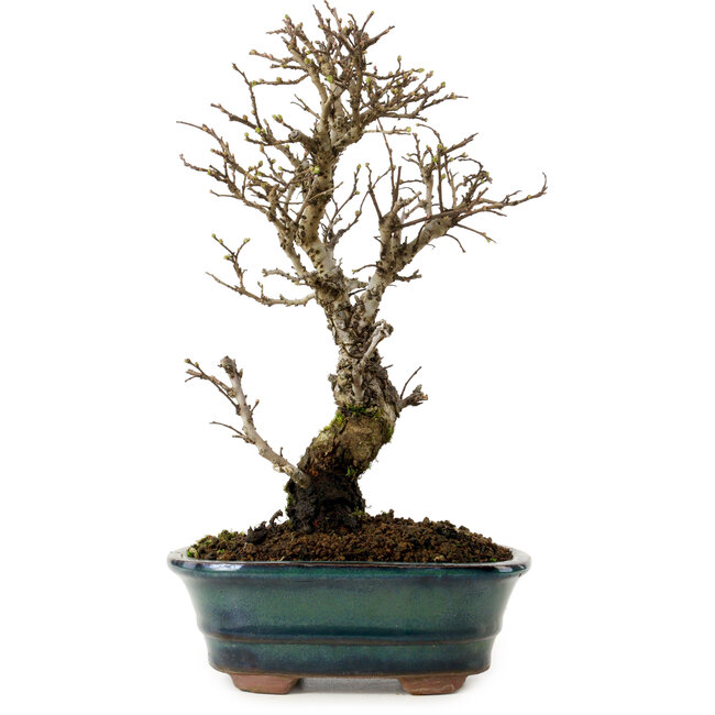 Ulmus parvifolia Nire, 24 cm, ± 8 anni