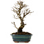 Ulmus parvifolia Nire, 24 cm, ± 8 years old