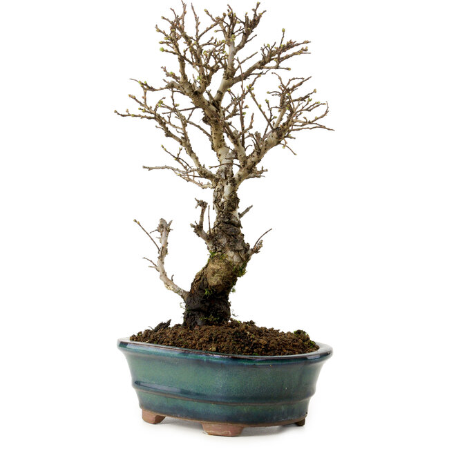 Ulmus parvifolia Nire, 24 cm, ± 8 Jahre alt