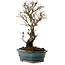 Ulmus parvifolia Nire, 24 cm, ± 8 years old