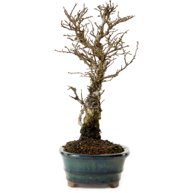Ulmus parvifolia Nire, 24 cm, ± 8 ans