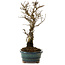 Ulmus parvifolia Nire, 24 cm, ± 8 ans